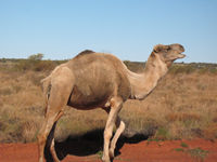 ...and a close encounter with a camel